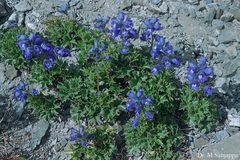 Delphinium nordhagenii